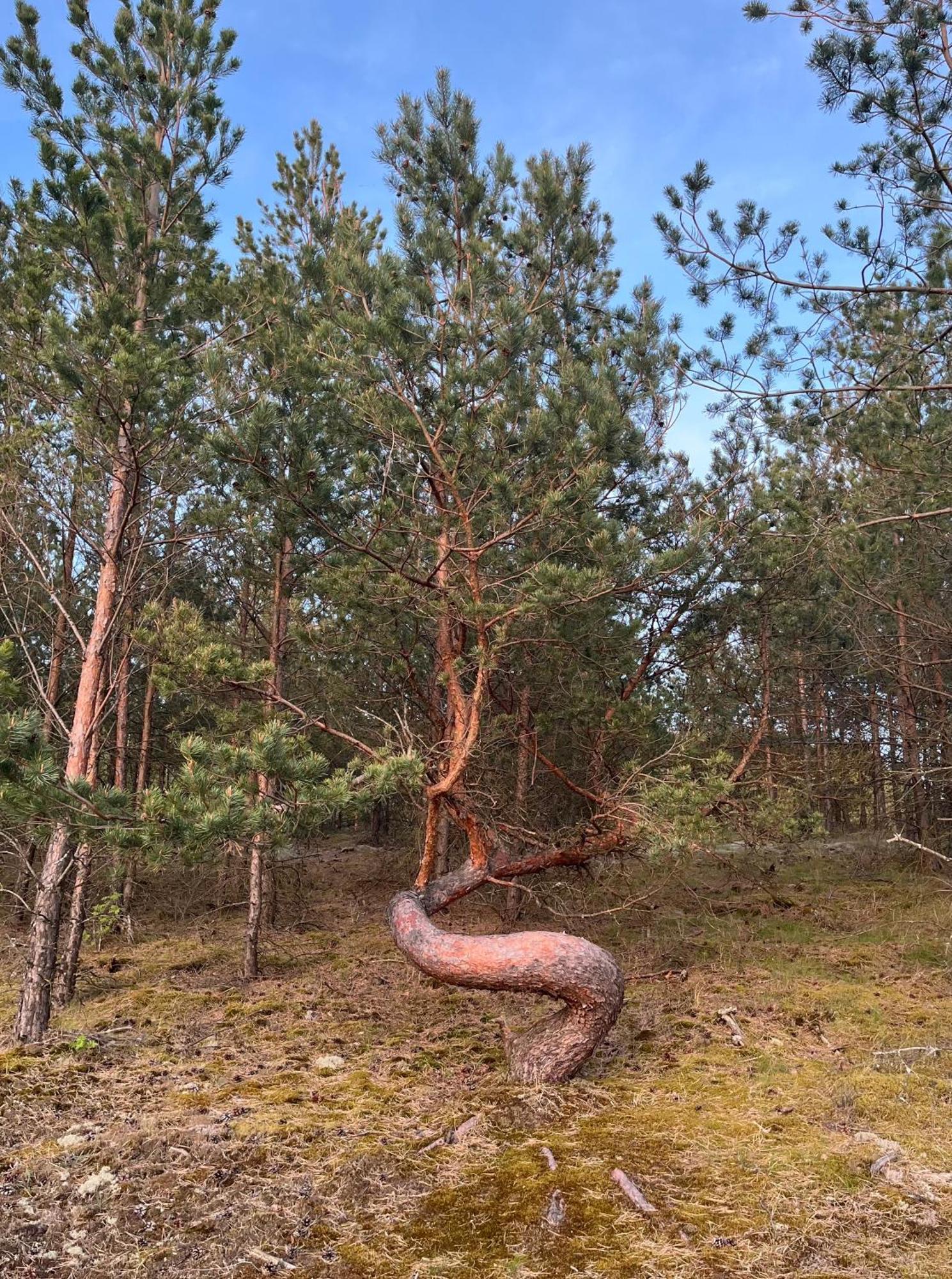 Vila May Juodkrante Bagian luar foto